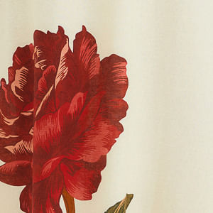 342581_51525_10-SAIA-CROPPED-FLOR-ROSALIA