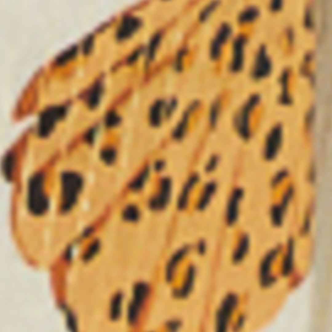 346029_53117_1-CALCA-CONCHA-PINTADA